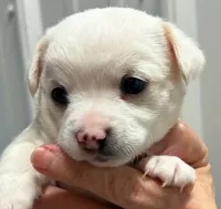 Sno, a male Chihuahua for sale in Clinton, MO – 1 of 3