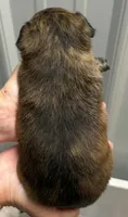 Jamie, a male Chihuahua for sale in Clinton, MO – 2 of 3