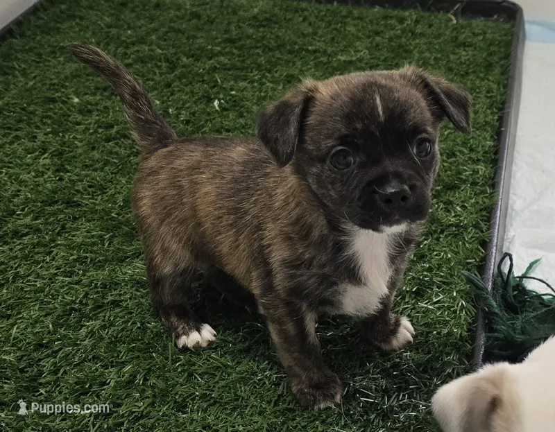 Jamie – Chihuahua puppy for sale in Clinton, MO