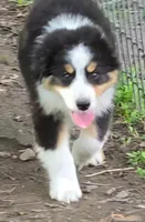 Carrie, a female Australian Shepherd for sale in Clinton, MO – 2 of 3