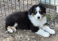 Quary, a female Australian Shepherd for sale in Clinton, MO – 2 of 3