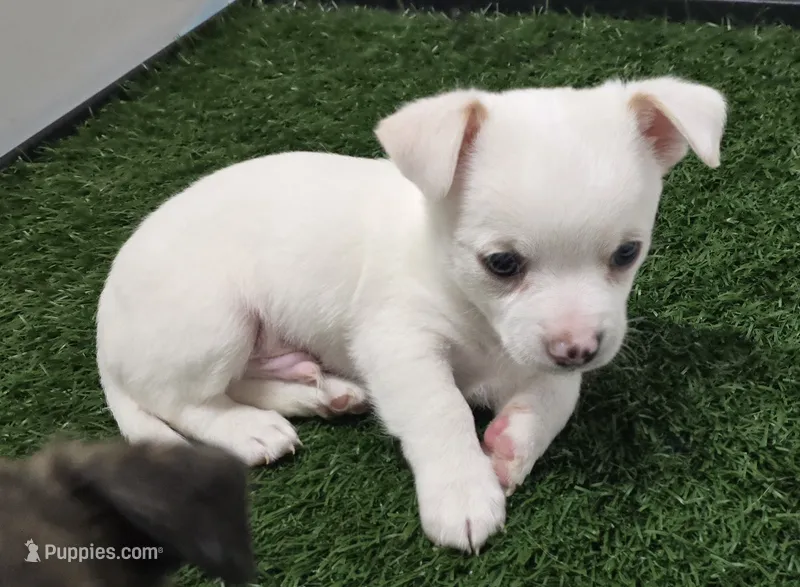 Sno – Chihuahua puppy for sale in Clinton, MO