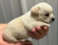 Ned, a male Chihuahua for sale in Clinton, MO – 3 of 3