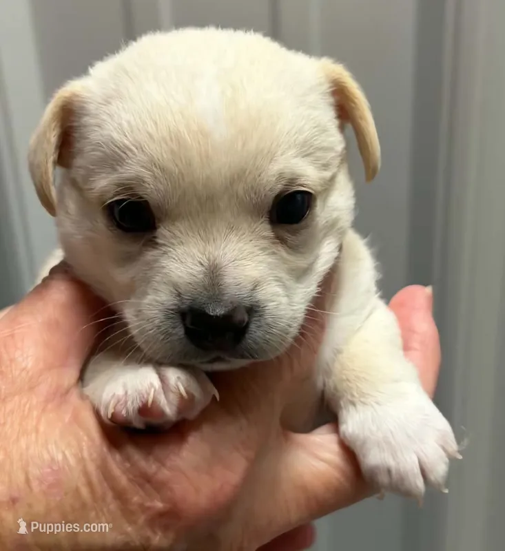 Ned – Chihuahua puppy for sale in Clinton, MO