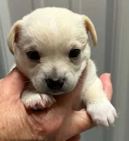 Ned, a male Chihuahua for sale in Clinton, MO – 1 of 3