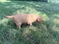Gizmo, a male Golden Retriever for sale in Howard, SD – 3 of 3