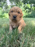 Gizmo, a male Golden Retriever for sale in Howard, SD – 2 of 3