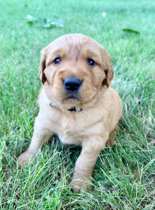 Graham – Golden Retriever puppy for sale in Howard, SD