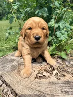 Glinda, a female Golden Retriever for sale in Howard, SD – 2 of 3