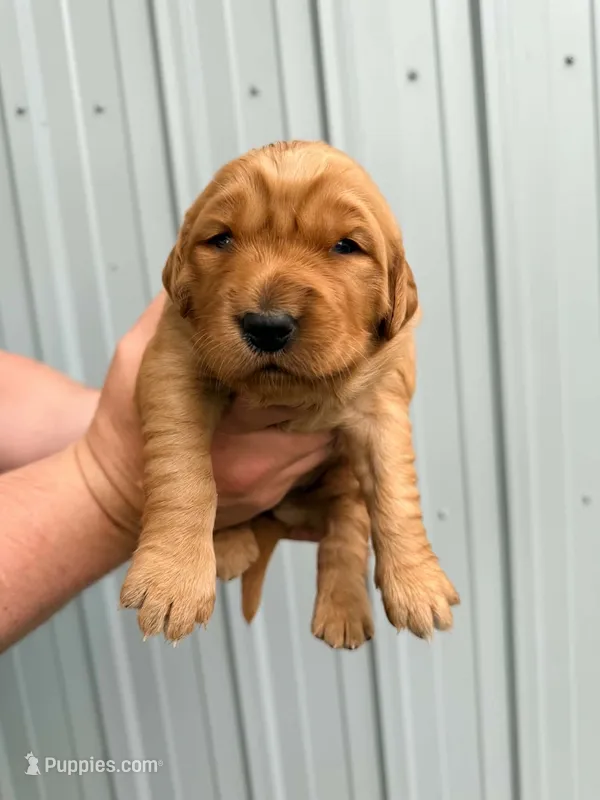 Glinda – Golden Retriever puppy for sale in Howard, SD