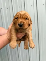 Glinda, a female Golden Retriever for sale in Howard, SD – 1 of 3