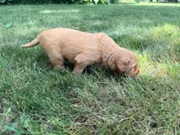 Graham, a male Golden Retriever for sale in Howard, SD – 2 of 3