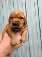 Goober, a male Golden Retriever for sale in Howard, SD – 1 of 1