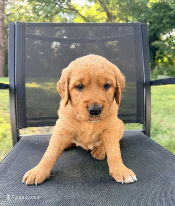 Goober – Golden Retriever puppy for sale in Howard, SD