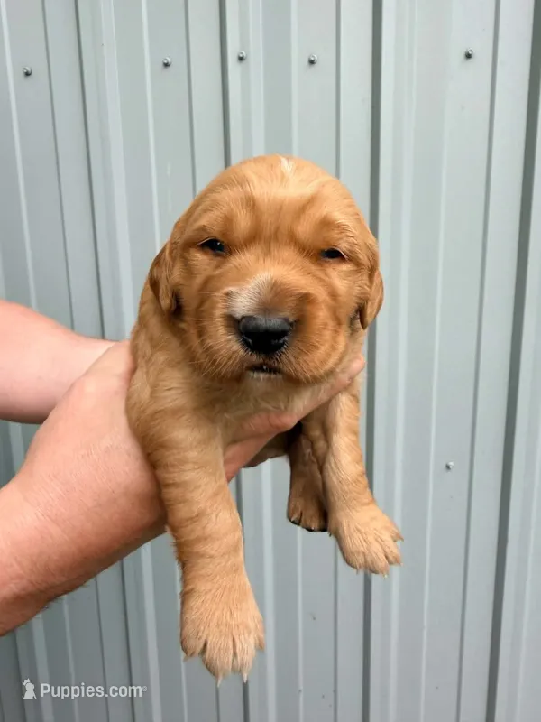 George – Golden Retriever puppy for sale in Howard, SD