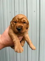 Graham, a male Golden Retriever for sale in Howard, SD – 1 of 3