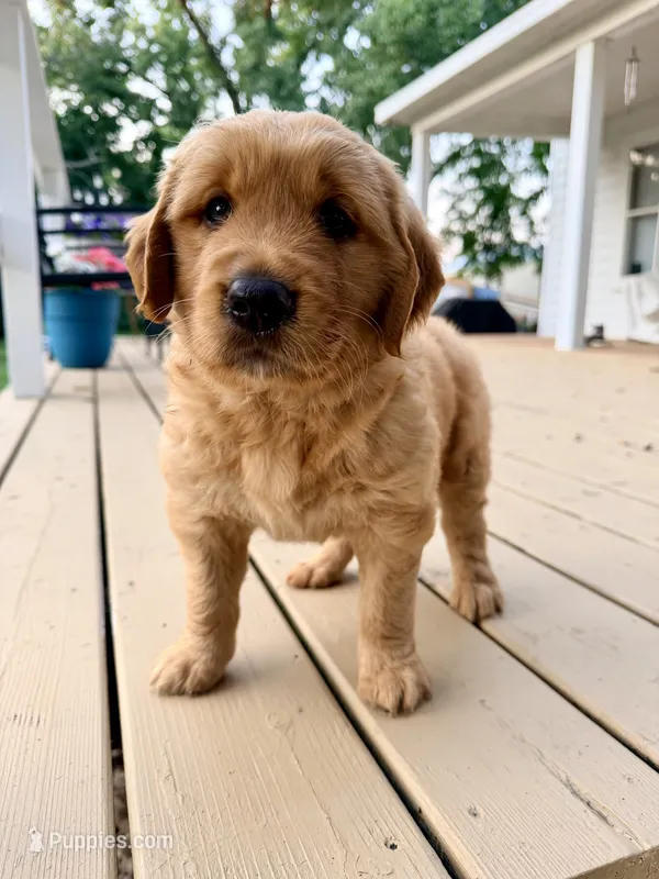 George – Golden Retriever puppy for sale in Howard, SD
