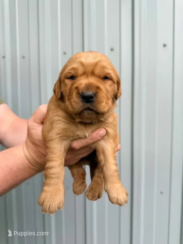 Gracie – Golden Retriever puppy for sale in Howard, SD