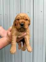 Gracie, a female Golden Retriever for sale in Howard, SD – 1 of 1