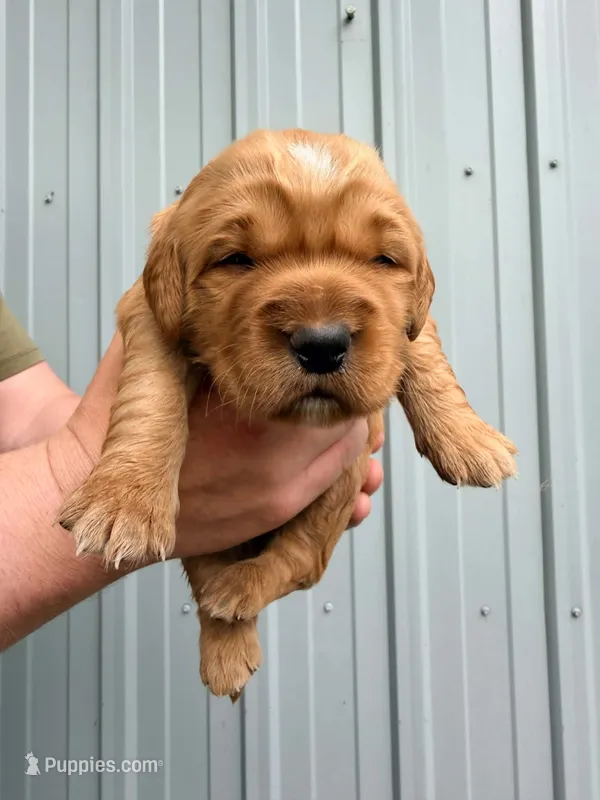 Gus – Golden Retriever puppy for sale in Howard, SD