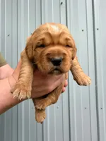 Gus, a male Golden Retriever for sale in Howard, SD – 1 of 1