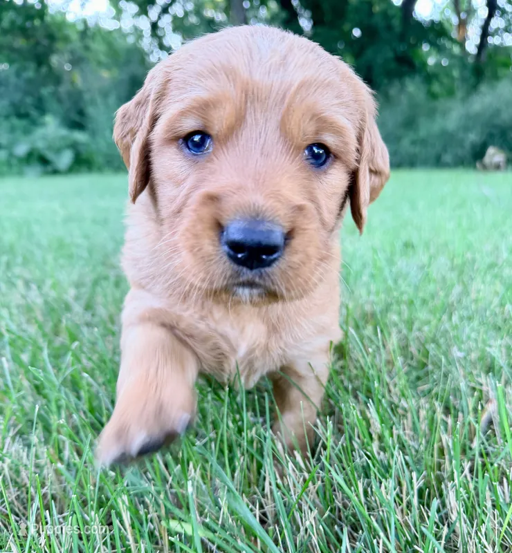 Goober – Golden Retriever puppy for sale in Howard, SD