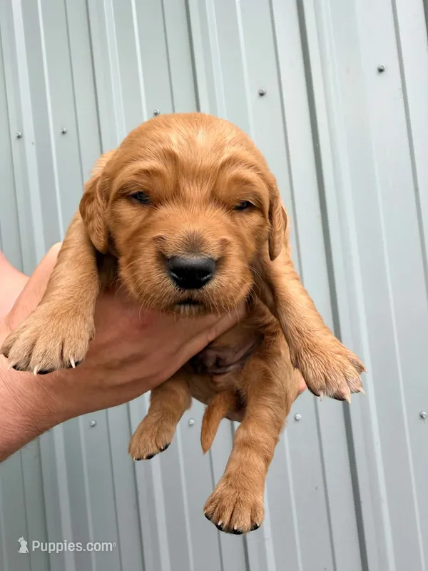 Gizmo – Golden Retriever puppy for sale in Howard, SD