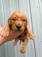 Gizmo, a male Golden Retriever for sale in Howard, SD – 1 of 3