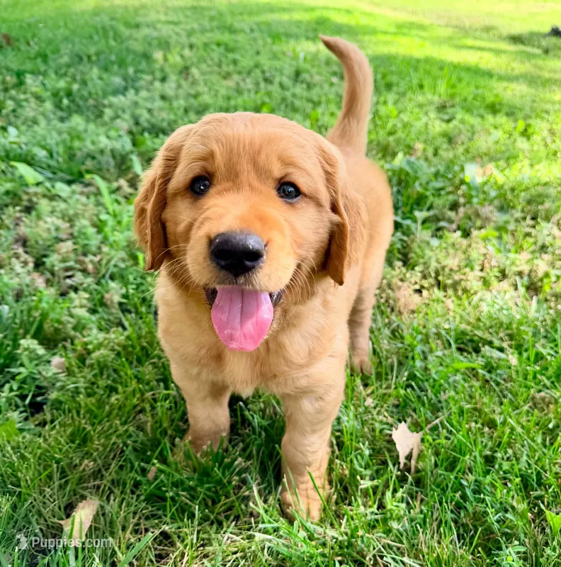 George – Golden Retriever puppy for sale in Howard, SD