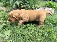 Glinda, a female Golden Retriever for sale in Howard, SD – 3 of 3