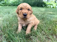 Graham, a male Golden Retriever for sale in Howard, SD – 3 of 3