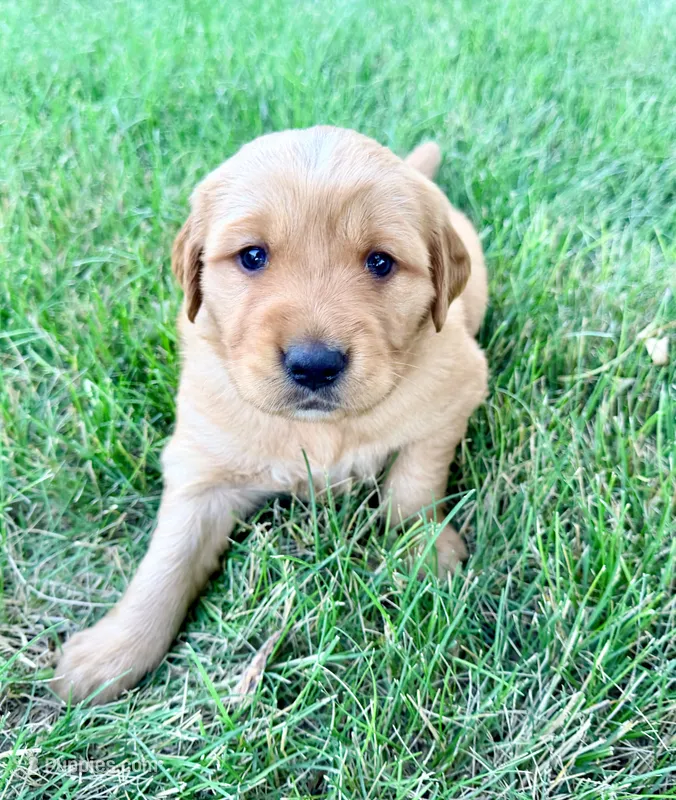 Gracie – Golden Retriever puppy for sale in Howard, SD