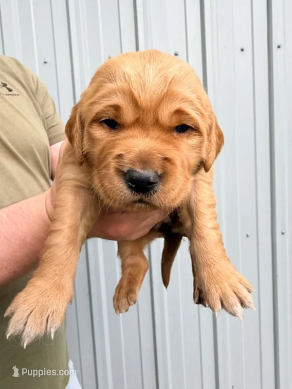 Greta – Golden Retriever puppy for sale in Howard, SD