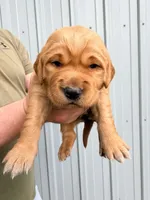 Greta, a female Golden Retriever for sale in Howard, SD – 1 of 1
