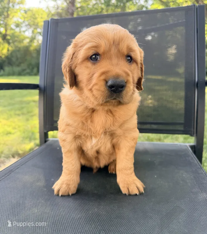 Graham – Golden Retriever puppy for sale in Howard, SD