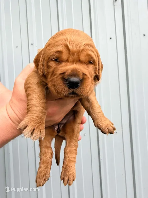 Guava – Golden Retriever puppy for sale in Howard, SD