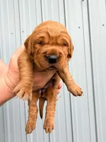Guava, a female Golden Retriever for sale in Howard, SD – 1 of 1