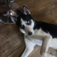 Gregory, a male Siberian Husky for sale in Cosby, TN – Photo 1 of 7