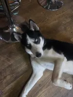 Gregory, a male Siberian Husky for sale in Cosby, TN – Photo 1 of 7