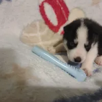 Gregory, a male Siberian Husky for sale in Cosby, TN – Photo 3 of 7