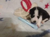 Gregory, a male Siberian Husky for sale in Cosby, TN – Photo 3 of 7