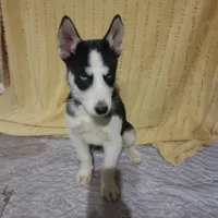 Gregory, a male Siberian Husky for sale in Cosby, TN – Photo 6 of 7