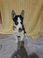 Gregory, a male Siberian Husky for sale in Cosby, TN – Photo 6 of 7