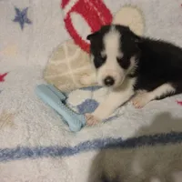 Gregory, a male Siberian Husky for sale in Cosby, TN – Photo 4 of 7