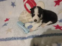 Gregory, a male Siberian Husky for sale in Cosby, TN – Photo 4 of 7