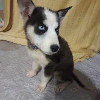Gregory, a male Siberian Husky for sale in Cosby, TN – Photo 5 of 7