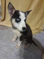 Gregory, a male Siberian Husky for sale in Cosby, TN – Photo 5 of 7