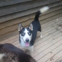 Gregory, a male Siberian Husky for sale in Cosby, TN – Photo 2 of 7