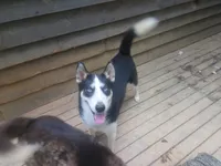 Gregory, a male Siberian Husky for sale in Cosby, TN – Photo 2 of 7