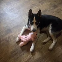 Gregory, a male Siberian Husky for sale in Cosby, TN – Photo 7 of 7